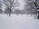 Lipica pod snijegom 2.JPG